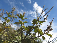 Aloysia scorodonioides