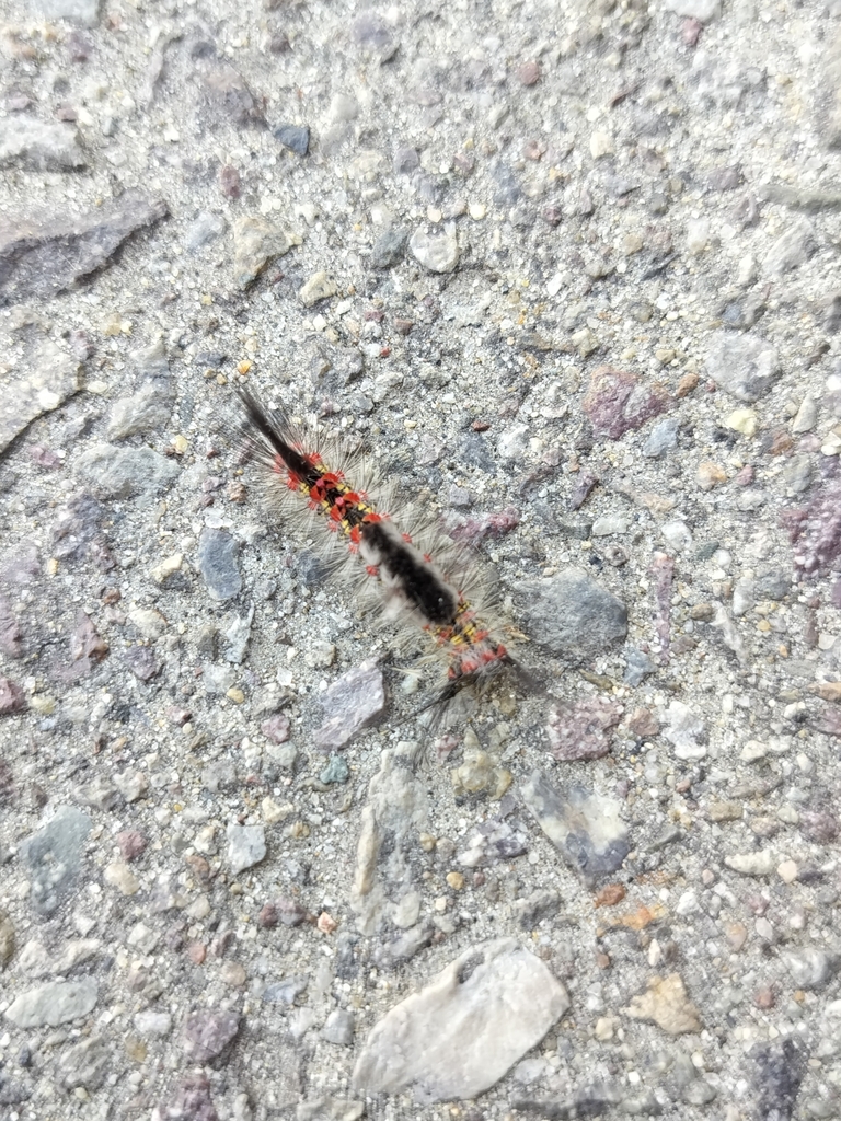 Western Tussock Moth from San Pasqual Valley, San Diego, CA, USA on May ...