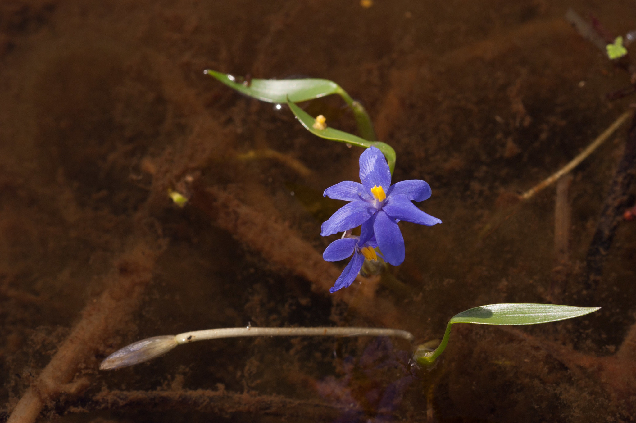 Pontederia australasica