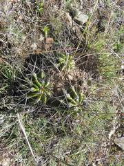 Echinopsis bridgesii