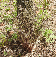 Athyrium brevifrons