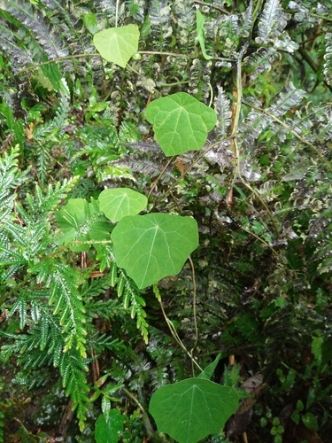 Stephania cephalantha