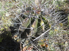 Echinopsis bridgesii