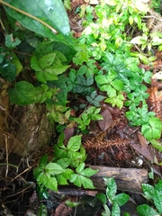 Tetrastigma obtectum glabrum