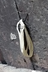 Creatonotos