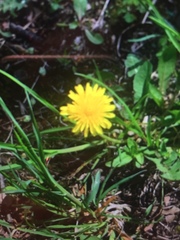 Taraxacum