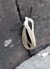 Creatonotos