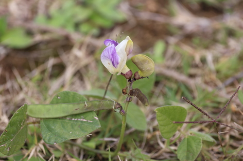 Leptospron adenanthum, photograph 4