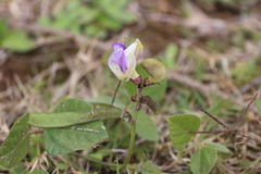 Leptospron adenanthum, photograph Andrea Gantzer, CC BY, iNaturalist via GBIF