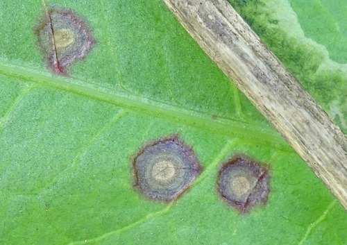 Ramularia rubella