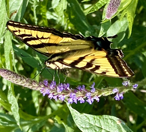 iNaturalist observation photo of Western Tiger Swallowtail