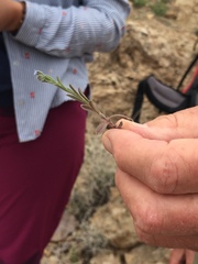 Rochelia disperma