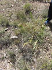 Asclepias barjoniifolia