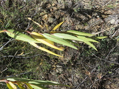 Asclepias barjoniifolia