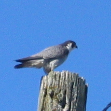 Falco peregrinus anatum