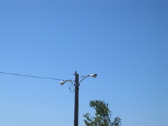 Falco peregrinus anatum