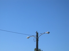 Falco peregrinus anatum