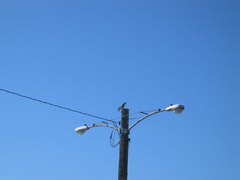 Falco peregrinus anatum