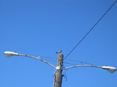 Falco peregrinus anatum