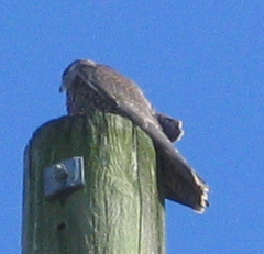 Falco peregrinus anatum