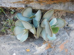 Adromischus