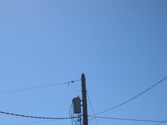 Falco peregrinus anatum