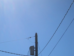 Falco peregrinus anatum