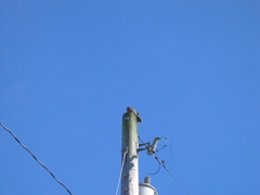 Falco peregrinus anatum