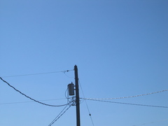 Falco peregrinus anatum