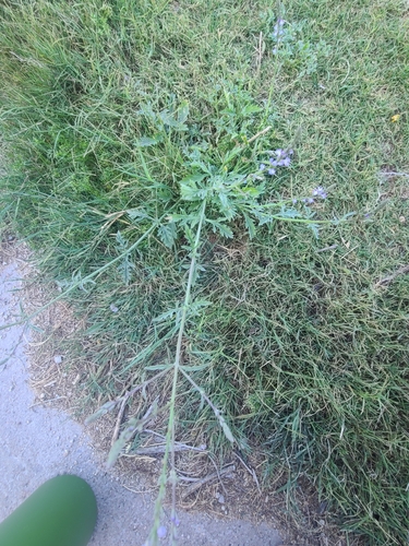 Image of Verbena neomexicana by no rights reserved