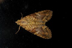 Stictopterinae