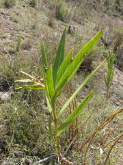 Asclepias barjoniifolia