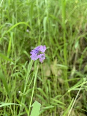 Gilia achilleifolia