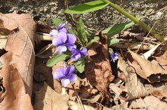Viola mandshurica