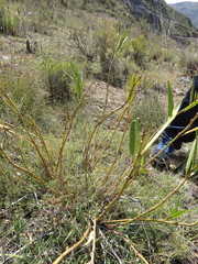 Asclepias barjoniifolia