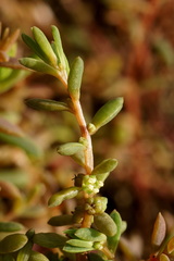 Suaeda novae-zelandiae
