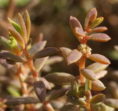 Suaeda novae-zelandiae