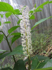 Phytolacca japonica