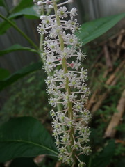 Phytolacca japonica