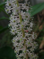 Phytolacca japonica