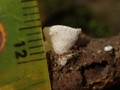 Chaetocalathus craterellus