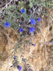 Anchusa azurea
