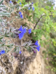 Anchusa azurea