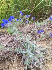 Anchusa azurea