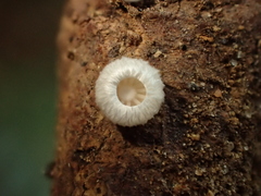 Chaetocalathus craterellus