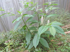 Phytolacca japonica