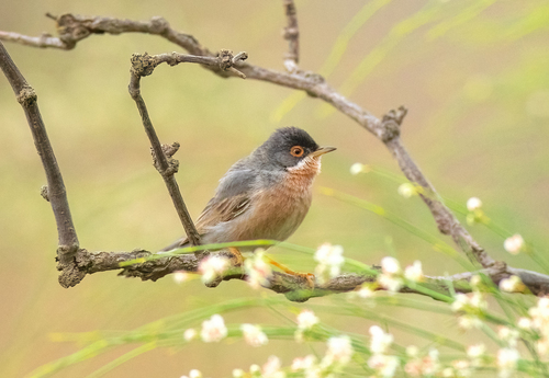 Menetries's Warbler (Curruca mystacea), photo 10