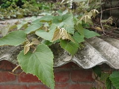 Vitis kelungensis
