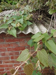 Vitis kelungensis