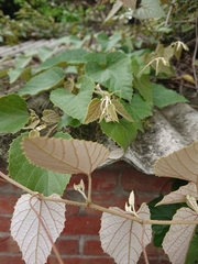 Vitis kelungensis